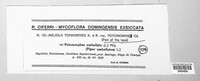 Appendiculella tonkinensis image